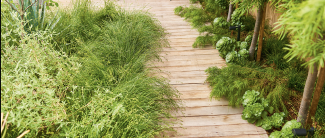 A wooden boardwalk winds through lush greenery in a garden. The path leads to a small seating area with two chairs and a round wooden table. Various plants, including tall grasses and leafy shrubs, border the walkway, creating a natural, accessible pathway. In the background, a glimpse of a building with large windows can be seen, suggesting this is part of a residential garden design.